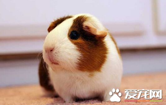 豚鼠可以放養嗎 放養會導致豚鼠生病