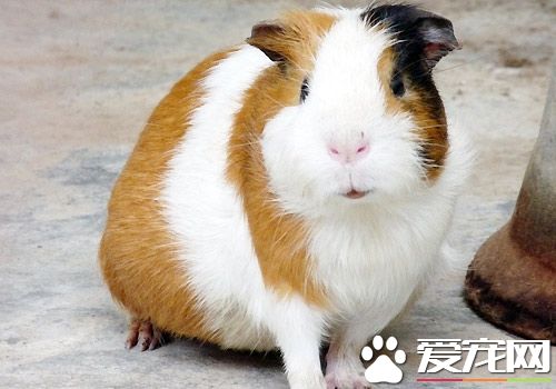 豚鼠能活多長時間 在1歲多時就開始衰老