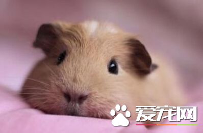 小豚鼠吃什麼 喜歡吃向日葵子花生栗子等