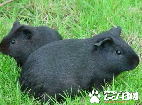 黑豚鼠吃什麼 不可以吃饅頭米飯之類的