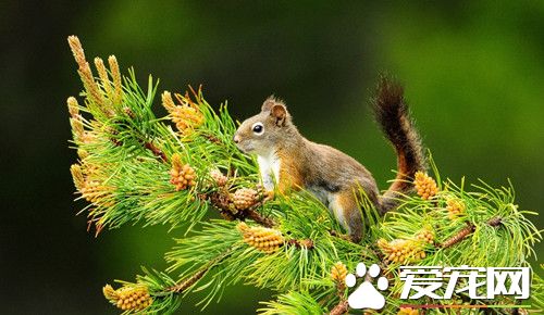 養松鼠要注意什麼 養松鼠需要注意七個方面