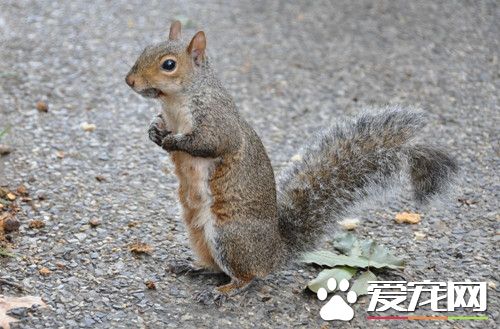 松鼠的尾巴像什麼 四大功能幫助松鼠成功跳躍