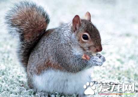 松鼠是什麼類動物 嚙齒目松鼠科動物的統稱