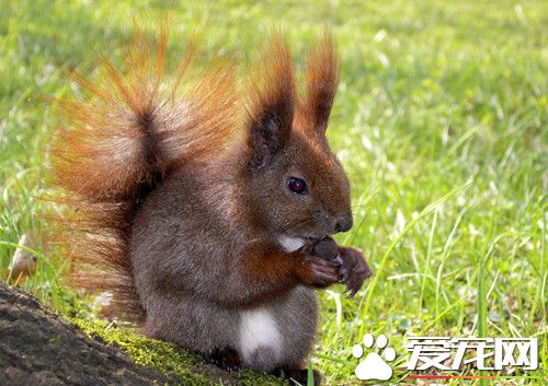 寵物松鼠飼養 飼養松鼠需要注意的12個禁忌