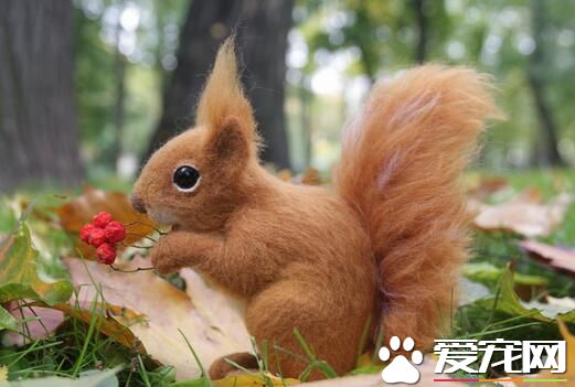 松鼠的飼養方法 飼養松鼠的籠子不能太小