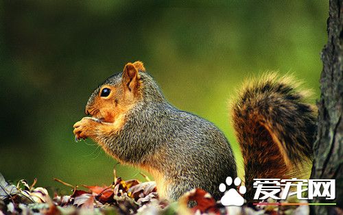 寵物松鼠哪種好養 三種常見寵物鼠