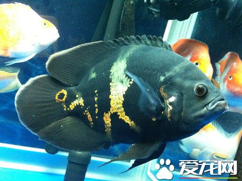 地圖魚不吃東西 地圖魚不吃東西的三大原因