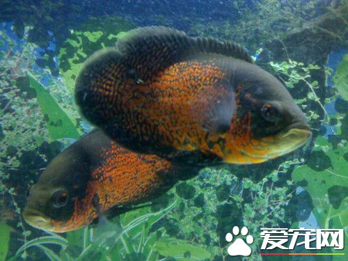 地圖魚繁殖 地圖魚繁殖需要准備的設備
