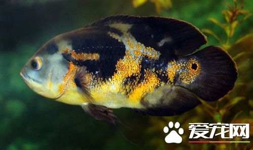 地圖魚水溫多少合適 最好控制在26-28攝氏度