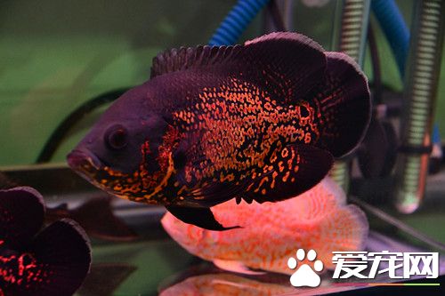 地圖魚混養 體型較小的觀賞魚不能一起混養