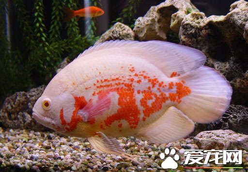 地圖魚的飼養方法 地圖魚飼養注意事項