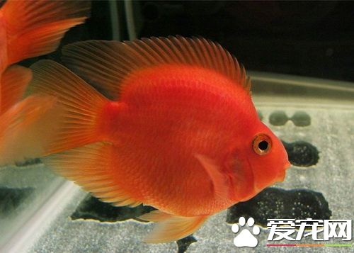 血鹦鹉身上有白點 主要是由於小瓜蟲引起