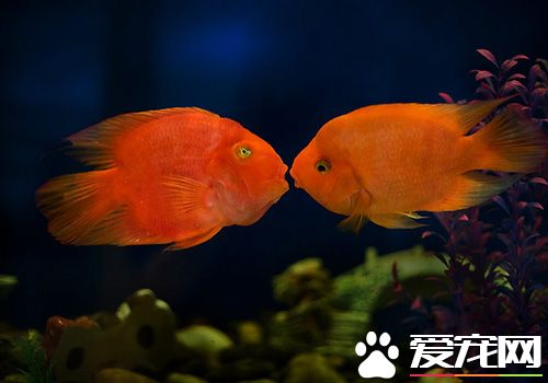 血鹦鹉怎麼分公母 公的鹦鹉體色比較紅