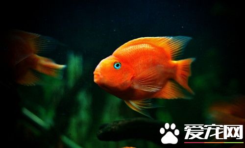 血鹦鹉混養 混養最好是一些中大型的慈鲷