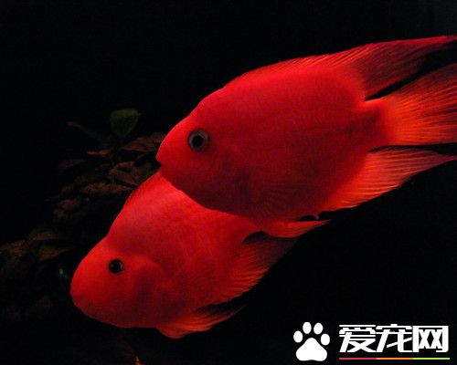 血鹦鹉怎麼養最紅 飼料對血鹦鹉具有催紅作用