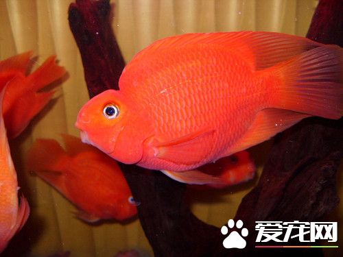 鹦鹉魚吃什麼長得快 吃干濕結合飼料長得快
