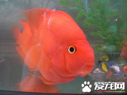 鹦鹉魚繁殖方法 鹦鹉魚繁殖要靠其它品種公魚