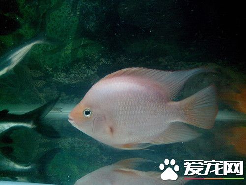 怎麼養鹦鹉魚 飼養鹦鹉魚的幾種基本方法