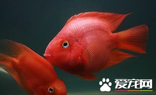 鹦鹉魚掉色 鹦鹉魚身體掉色的四種原因