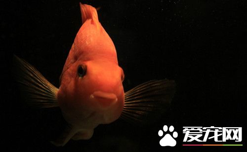 鹦鹉魚混養什麼魚 不能與體型小的魚混養