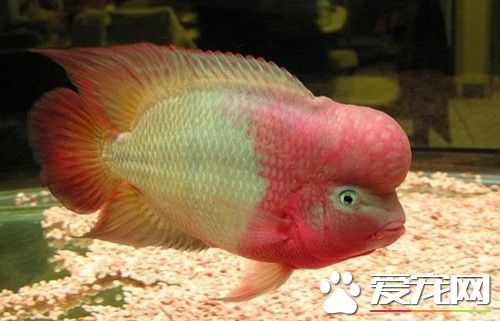 羅漢魚水溫多少 羅漢魚適合水溫是28~30度