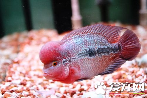 羅漢魚增色 羅漢魚增色的五個簡單方法