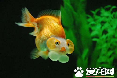 金魚能吃什麼 金魚的食物可分為三大類