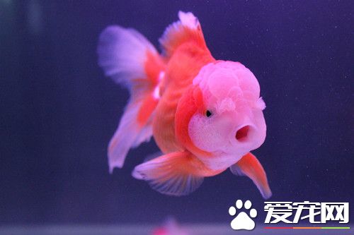 獅頭金魚怎麼養 獅頭金魚飼養需要注意事項