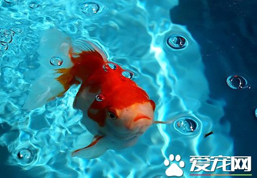 金魚什麼時候換水 一般3天換一次水