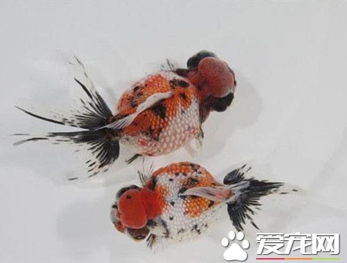 龍睛金魚怎麼養 需要注意他們的飼養環境