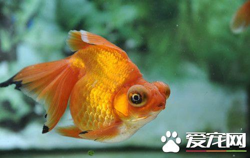 什麼水養金魚最好 五種適合飼養金魚的水