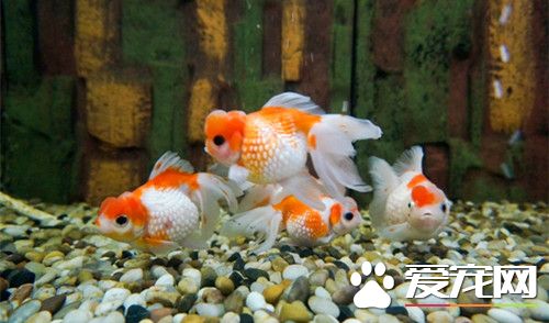 金魚和什麼魚混養 金魚是不適合混養的