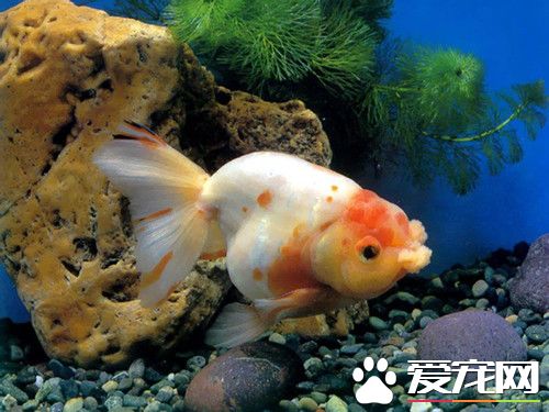 金魚喂食方法 投喂量宜在1—2小時內吃完