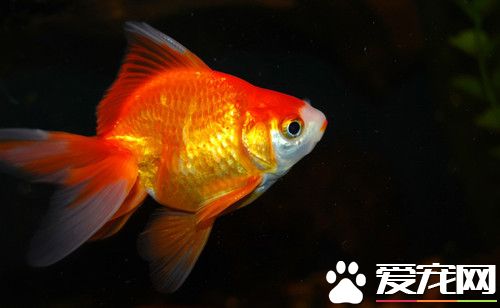 金魚苗怎麼養 孵出後2—3天內可不必喂食