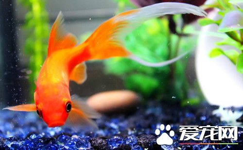什麼樣的金魚最好養 龍睛魚是比較好養的