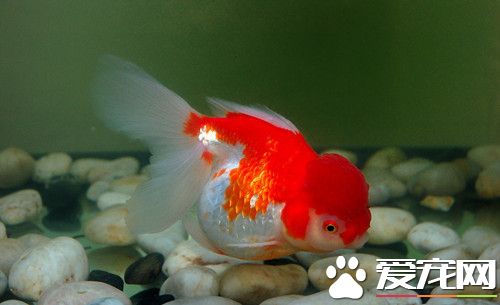 金魚喂食時間 一天只需要喂一次就可以了