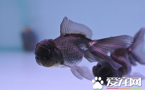 金魚喂什麼好 活食更有利於金魚成長