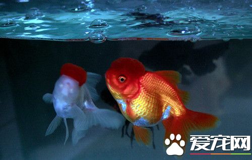 怎樣養好金魚 教你怎麼樣養金魚狀態最好