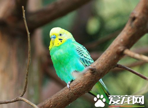 鹦鹉怎樣喂養 寵物鹦鹉飼養八大要點
