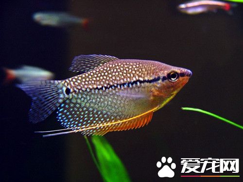 熱帶魚如何換水 熱帶魚換水需注意的事項
