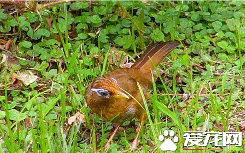 畫眉鳥換毛期的飼養 畫眉鳥換毛期注意事項