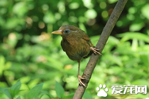 畫眉鳥的食物 畫眉鳥食物以昆蟲為主