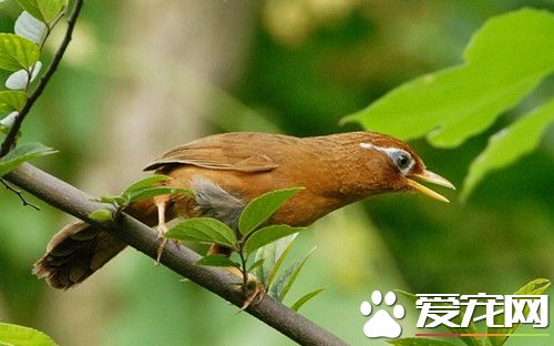 畫眉鳥食制作 畫眉鳥飼料配置的方法