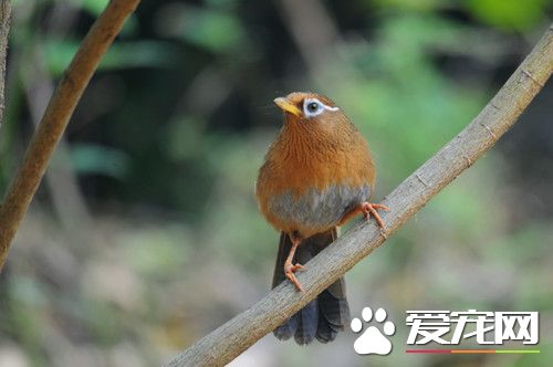 畫眉鳥喜歡吃什麼 畫眉鳥應常備的三種食物