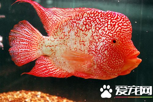 羅漢魚水頭和肉頭 用手去觸摸就可區分