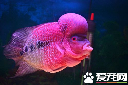 羅漢魚的飼料 羅漢魚常用的幾種活餌飼料