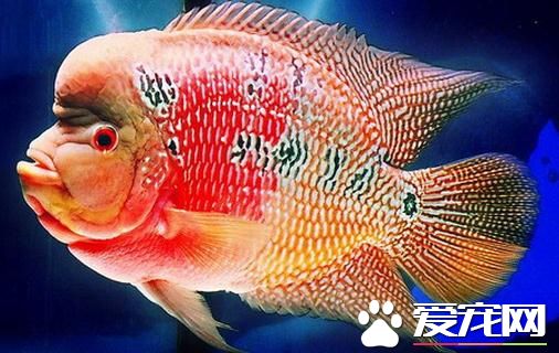 羅漢魚配對 給羅漢魚配對的三種方法