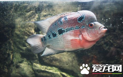 羅漢魚養殖方法 羅漢魚養殖的幾個誤區