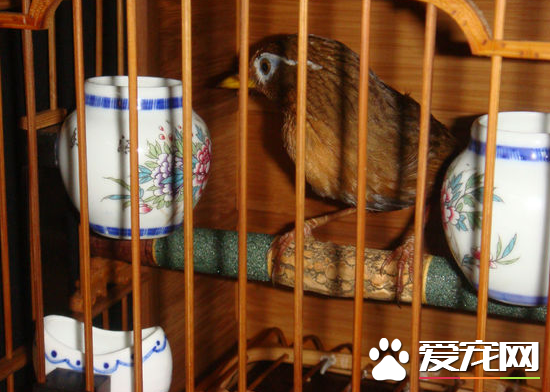 畫眉鳥撞籠怎麼辦 特別注意那些飼養新下山的生鳥