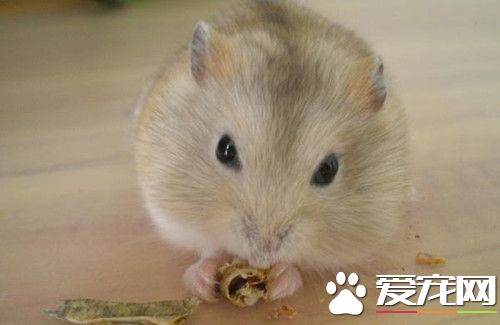 倉鼠要死了怎麼辦 倉鼠死了的五種處理方法